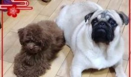 巴哥过年爆料事件视频,揭秘娱乐圈惊人内幕