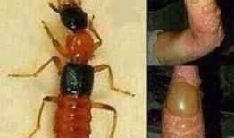 昆虫学者新皮肤爆料视频,新皮肤爆料视频深度解析
