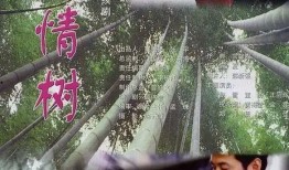 亲情树 电视剧,枝繁叶茂，守望岁月长河