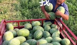 娱乐吃瓜公司,揭秘娱乐圈幕后那些事儿