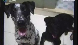 胖犬来爆料最新视频,萌宠日常大曝光！