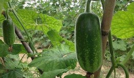 吃瓜直播间免费吃瓜怎么弄,轻松解锁免费吃瓜直播间的秘密技巧