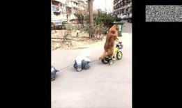 网红和狗吃瓜视频大全免费观看,免费观看大放送！