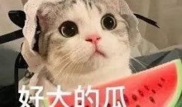 网红吃瓜和大咖,揭秘娱乐圈幕后真相