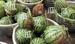 娱乐吃瓜公司,揭秘娱乐圈幕后那些事儿