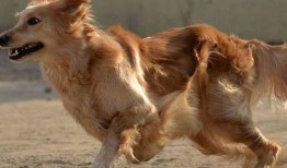 胖犬来爆料最新视频,萌宠日常大曝光！