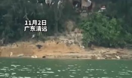 广东清远爆料事件视频,视频揭露惊人真相